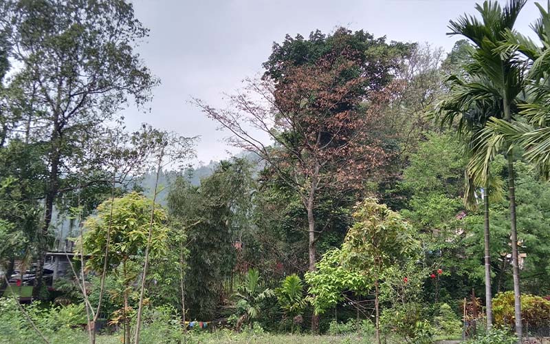 Jaldhaka Manulang Homestay Images