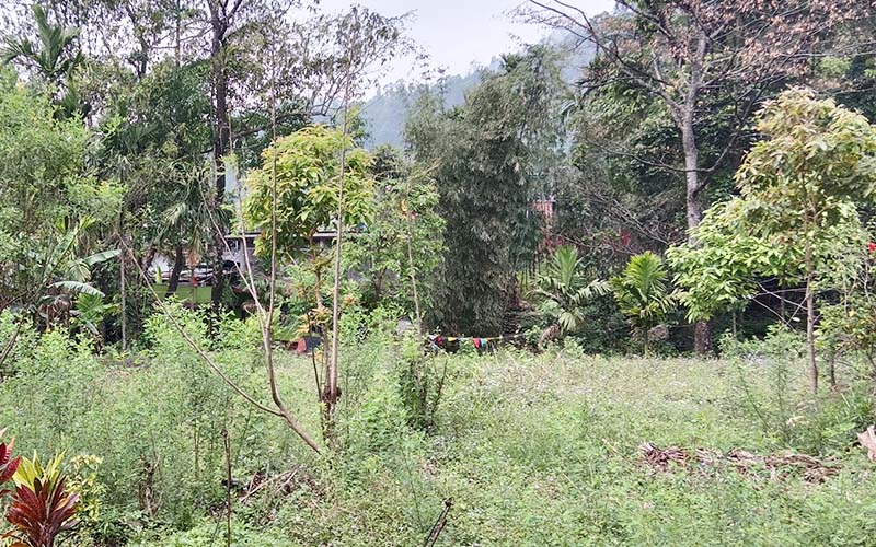 Jaldhaka Manulang Homestay Images