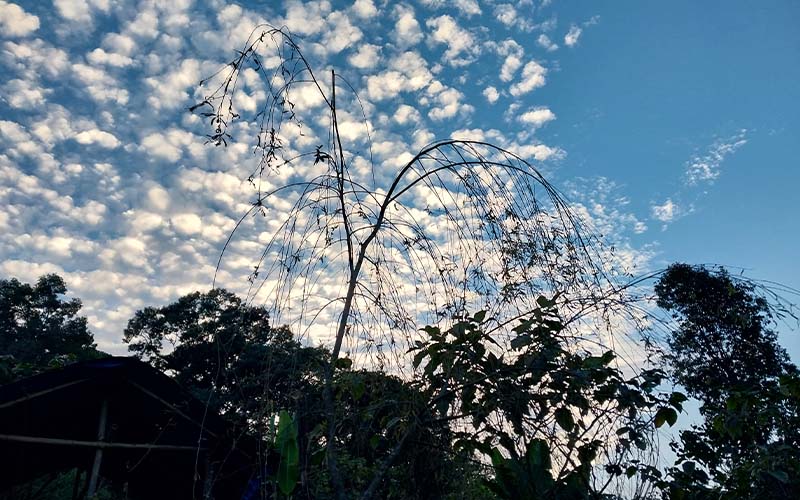 Jaldhaka Manulang Homestay Images